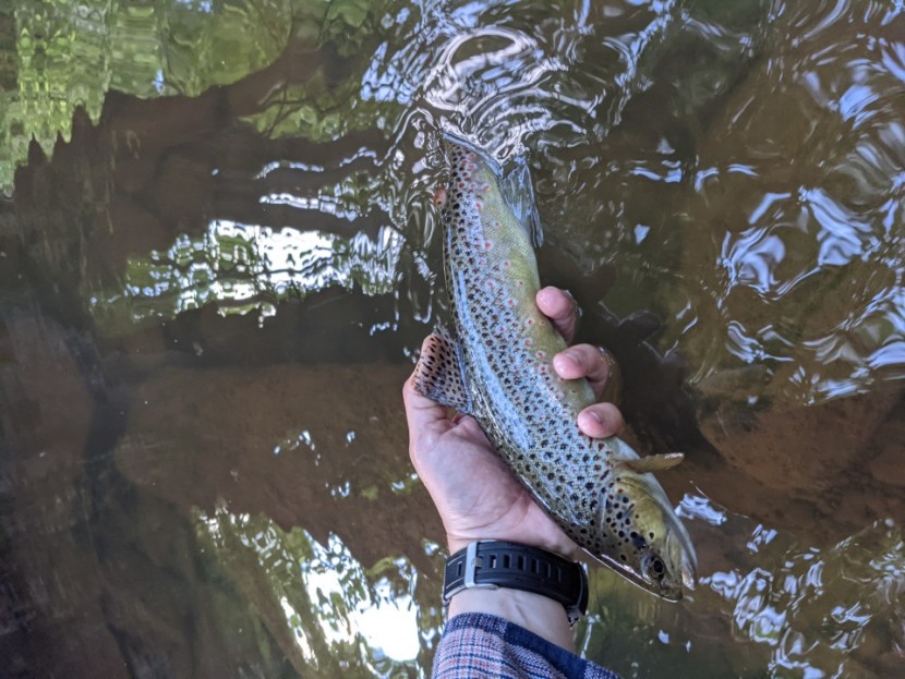 Lower Longtown trout - CT from Cardiff